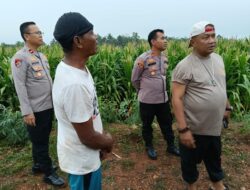 Kapolres Serang AKBP Condro Sasongko Tinjau Langsung Lahan Jagung Juara Nasional