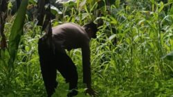 Bhabinkamtibmas Polsek Rangkasbitung Polres Lebak Lakukan Monitoring Perkembangan Tanaman Jagung 