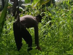 Bhabinkamtibmas Polsek Rangkasbitung Polres Lebak Lakukan Monitoring Perkembangan Tanaman Jagung 