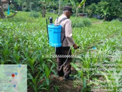Polsek Rangkasbitung Polres Lebak Bantu Petani Semprotkan Cairan Pupuk Organik Ke Pohon Jagung di Desa Cimangeunteng