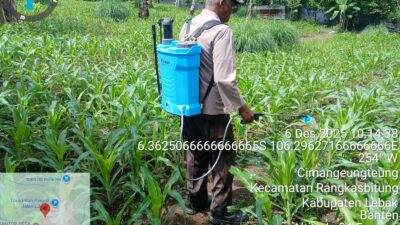 Polsek Rangkasbitung Polres Lebak Bantu Petani Semprotkan Cairan Pupuk Organik Ke Pohon Jagung di Desa Cimangeunteng
