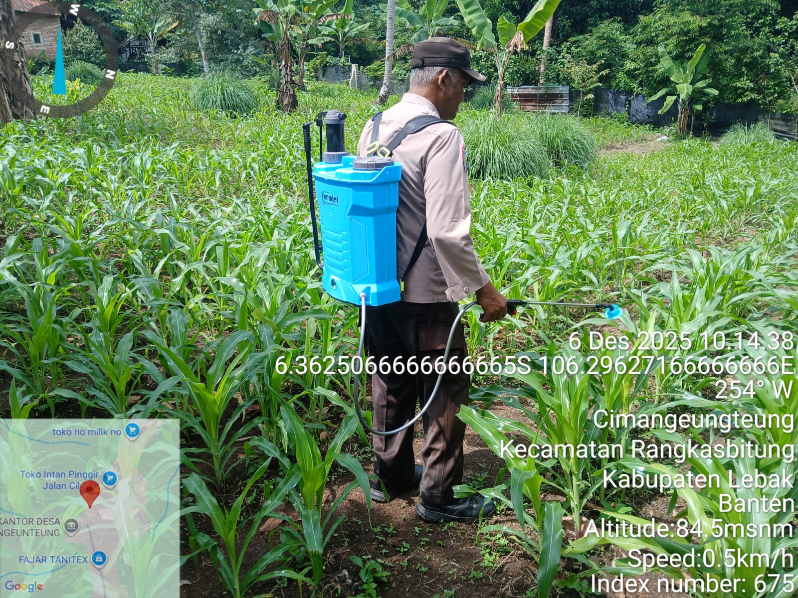 Polsek Rangkasbitung Polres Lebak Bantu Petani Semprotkan Cairan Pupuk Organik Ke Pohon Jagung di Desa Cimangeunteng