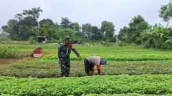 Babinsa Dampingi petani Bantu Perawatan Tanaman Sayur sayuran di Desa Binaan Babinsa Dampingi petani Bantu Perawatan Tanaman Sayur sayuran di Desa Binaan