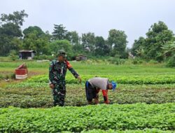 Babinsa Dampingi petani Bantu Perawatan Tanaman Sayur sayuran di Desa Binaan