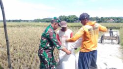 Babinsa Sukorejo Koramil 0808/09 Sutojayan Bantu Panen Padi Dukung Ketahanan Pangan Di Blitar