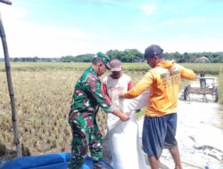 Babinsa Sukorejo Koramil 0808/09 Sutojayan Bantu Panen Padi Dukung Ketahanan Pangan Di Blitar