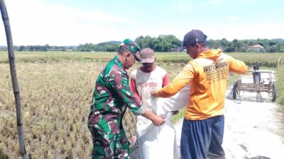 Babinsa Sukorejo Koramil 0808/09 Sutojayan Bantu Panen Padi Dukung Ketahanan Pangan Di Blitar