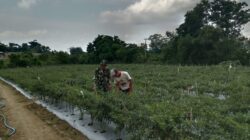 Wujudkan Hanpangan, Babinsa Dampingi Petani Perawatn Tanaman Cabe Di Desa Binaannya. Wujudkan Hanpangan, Babinsa Dampingi Petani Perawatn Tanaman Cabe Di Desa Binaannya.