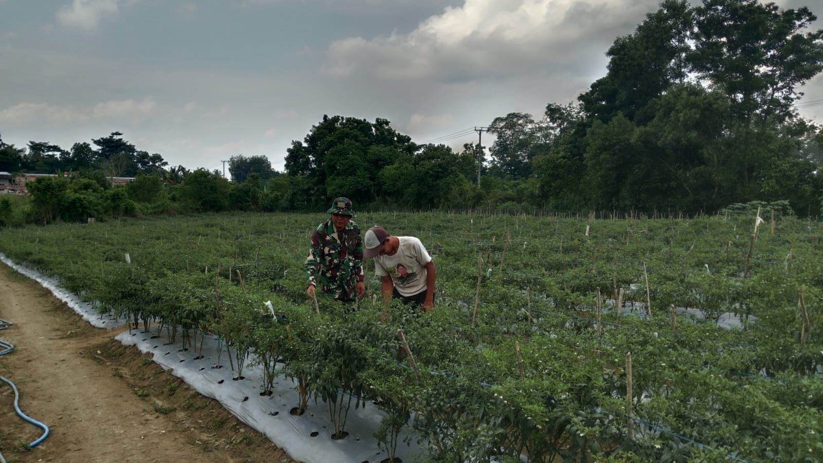 Wujudkan Hanpangan, Babinsa Dampingi Petani Perawatn Tanaman Cabe Di Desa Binaannya.