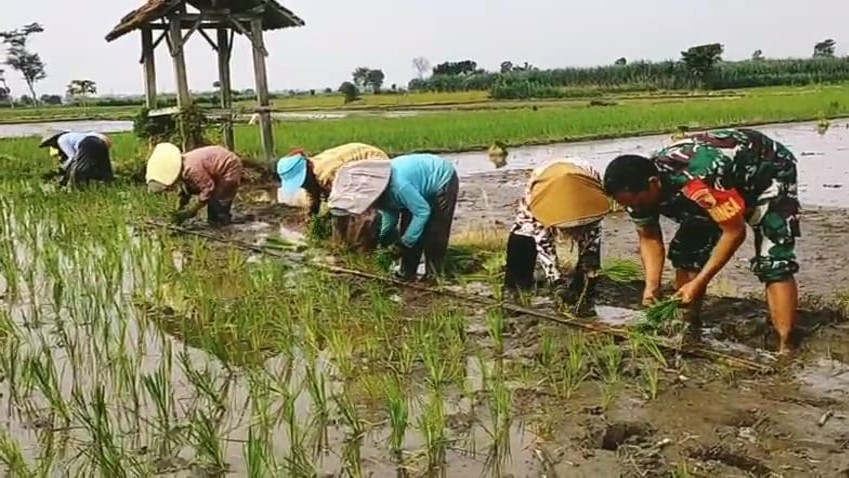 Wujudkan Ketahanan Pangan Wilayah, Babinsa Srengat Dampingi Warga Tanam Padi