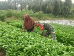 Dukung Ketahanan Pangan,Babinsa Dampingi Petani Desa Binaan