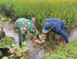 Babinsa Desa Kalimanis Dampingi Program TNI Manunggal Air untuk Pengairan Sawah Warga