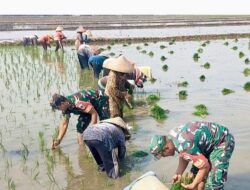 Dorong Peningkatan Hasil Produksi Pertanian, Babinsa Pegambiran Dampingi Poktan Sirandu Jaya Tanam Padi Musim Ketiga.