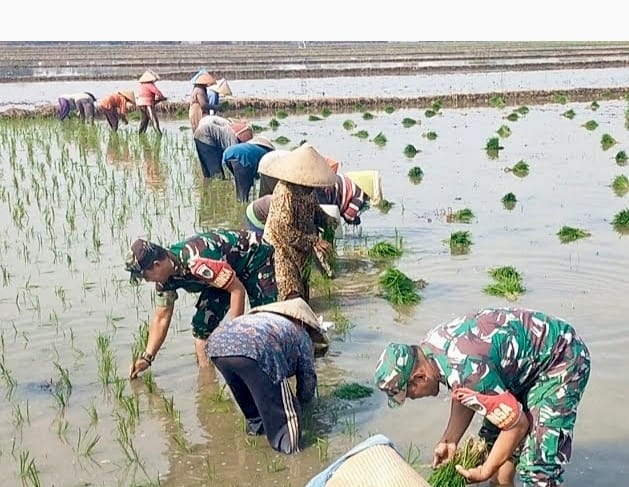 Dorong Peningkatan Hasil Produksi Pertanian, Babinsa Pegambiran Dampingi Poktan Sirandu Jaya Tanam Padi Musim Ketiga.