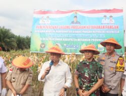 Dandim 0420/Sarko Hadiri Panen Jagung Program Swasembada Pangan Asta Cita Presiden RI di Merangin 