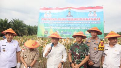 Dandim 0420/Sarko Hadiri Panen Jagung Program Swasembada Pangan Asta Cita Presiden RI di Merangin 