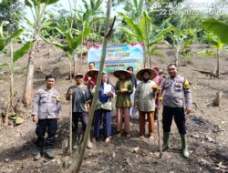 Bhabinkamtibmas Polsek Cimarga Polres Lebak Bersama Petani Melaksanakan Penanaman Jagung