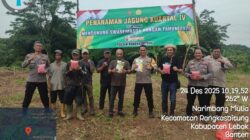 Penanaman Jagung Hibrida Syngenta NK 7328 Kuartal IV di Kampung Cidingin Polsek Rangkasbitung Polres Lebak Dukung Ketapang