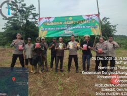 Penanaman Jagung Hibrida Syngenta NK 7328 Kuartal IV di Kampung Cidingin Polsek Rangkasbitung Polres Lebak Dukung Ketapang