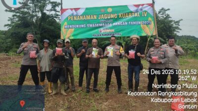 Penanaman Jagung Hibrida Syngenta NK 7328 Kuartal IV di Kampung Cidingin Polsek Rangkasbitung Polres Lebak Dukung Ketapang