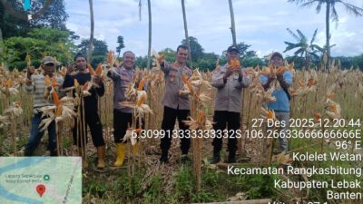 Polsek Rangkasbitung Polres Lebak Panen Raya Jagung Kuartal III Dukung Swasembada Pangan 2025
