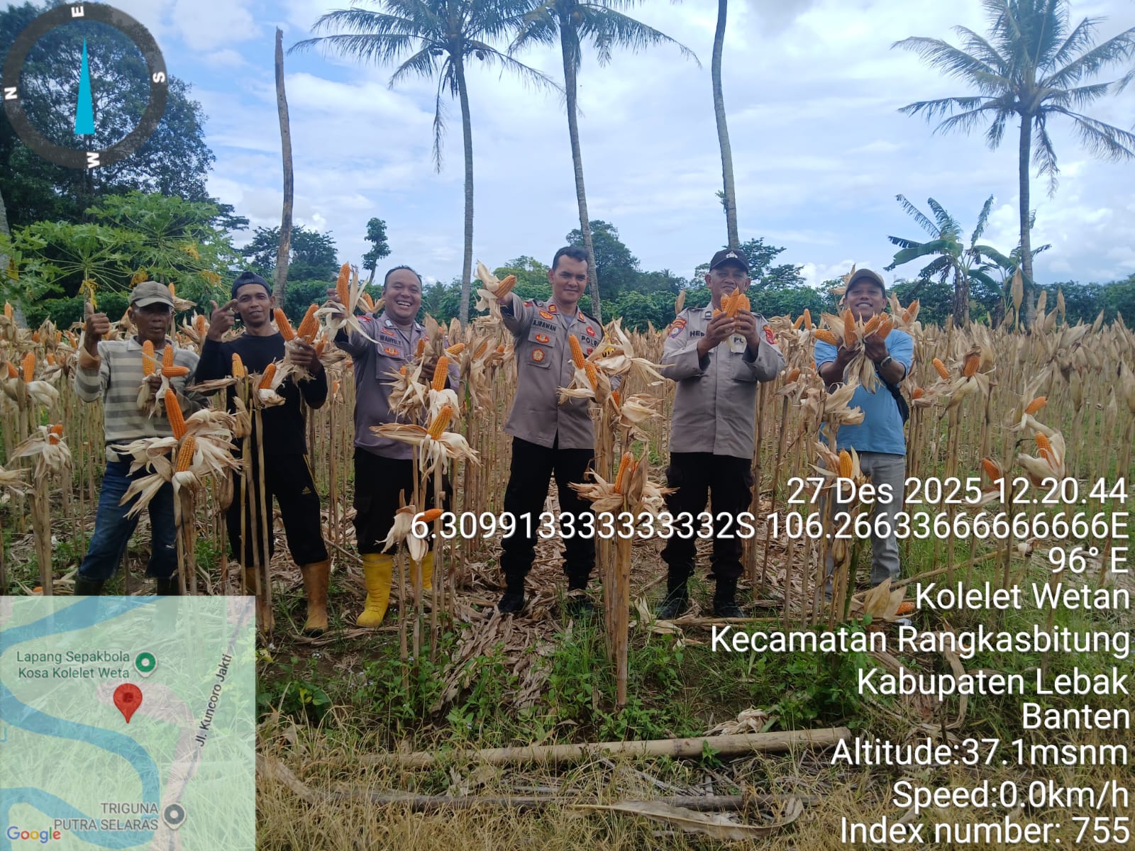 Polsek Rangkasbitung Polres Lebak Panen Raya Jagung Kuartal III Dukung Swasembada Pangan 2025