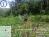 Kanit Binmas Polsek Rangkasbitung Polres Lebak Bersihkan Rumput Liar di Kebun Jagung Berasma Poktan Desa Cimangeunteung
