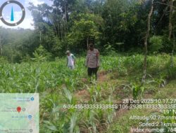 Kanit Binmas Polsek Rangkasbitung Polres Lebak Bersihkan Rumput Liar di Kebun Jagung Berasma Poktan Desa Cimangeunteung