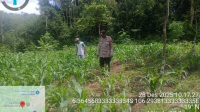 Kanit Binmas Polsek Rangkasbitung Polres Lebak Bersihkan Rumput Liar di Kebun Jagung Berasma Poktan Desa Cimangeunteung