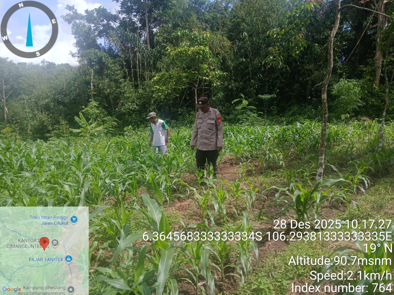 Kanit Binmas Polsek Rangkasbitung Polres Lebak Bersihkan Rumput Liar di Kebun Jagung Berasma Poktan Desa Cimangeunteung