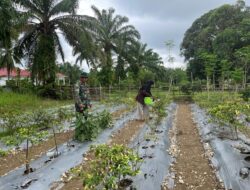 Babinsa Bantu Petani Rawat Tanaman Cabai Rawit di Desa Binaan