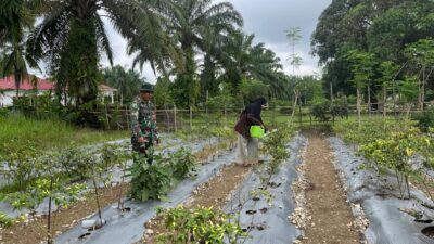 Babinsa Bantu Petani Rawat Tanaman Cabai Rawit di Desa Binaan