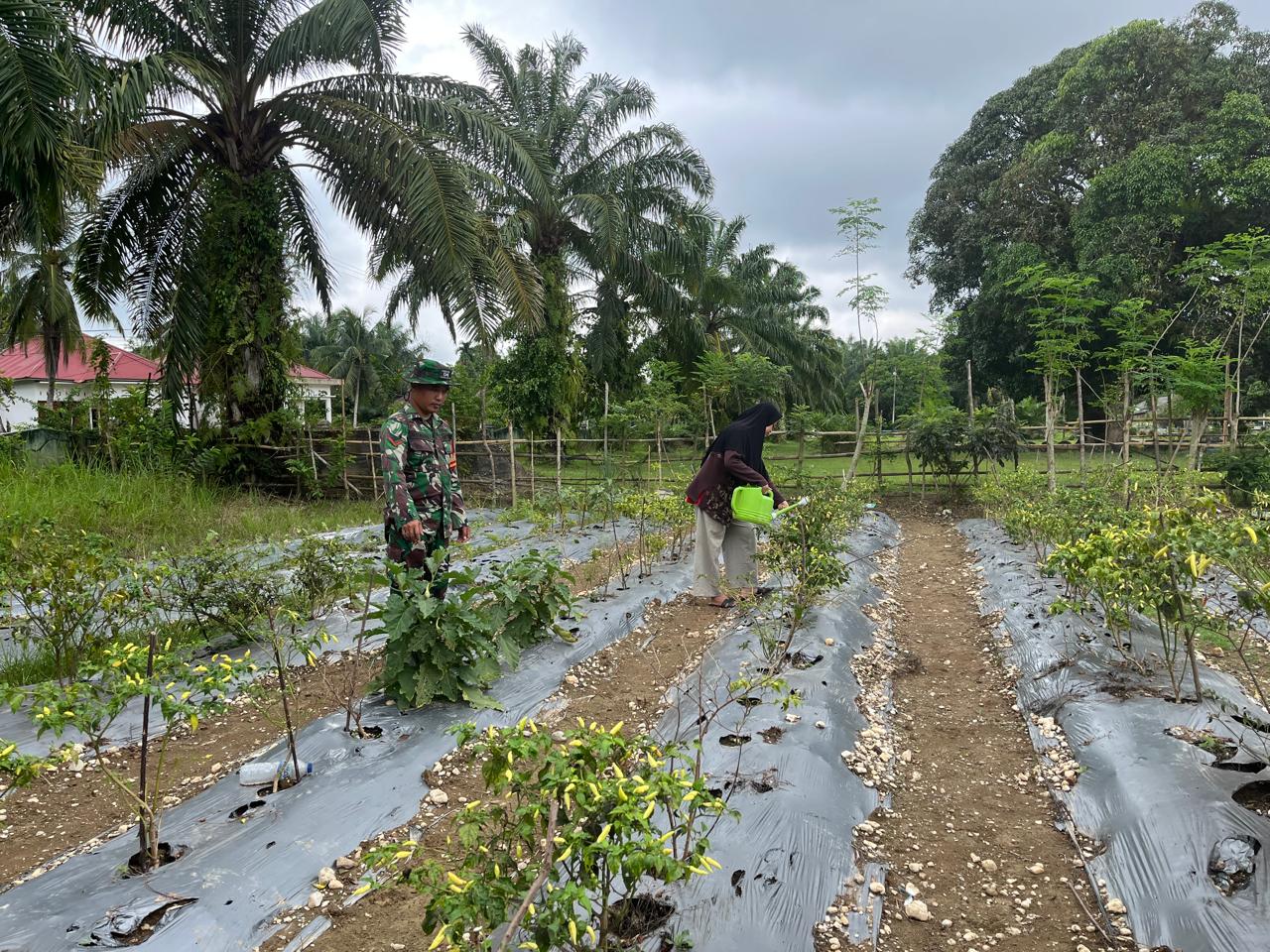 Babinsa Bantu Petani Rawat Tanaman Cabai Rawit di Desa Binaan