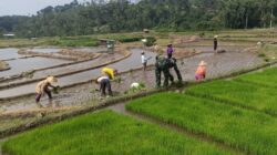 Wujudkan Ketahanan Pangan, Babinsa Gandusari Turun Ke Sawah Bantu Petani Tanam Padi