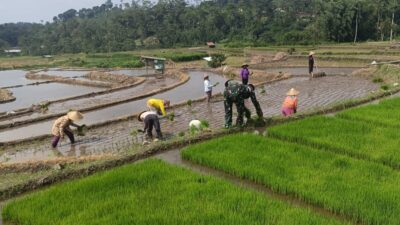 Wujudkan Ketahanan Pangan, Babinsa Gandusari Turun Ke Sawah Bantu Petani Tanam Padi