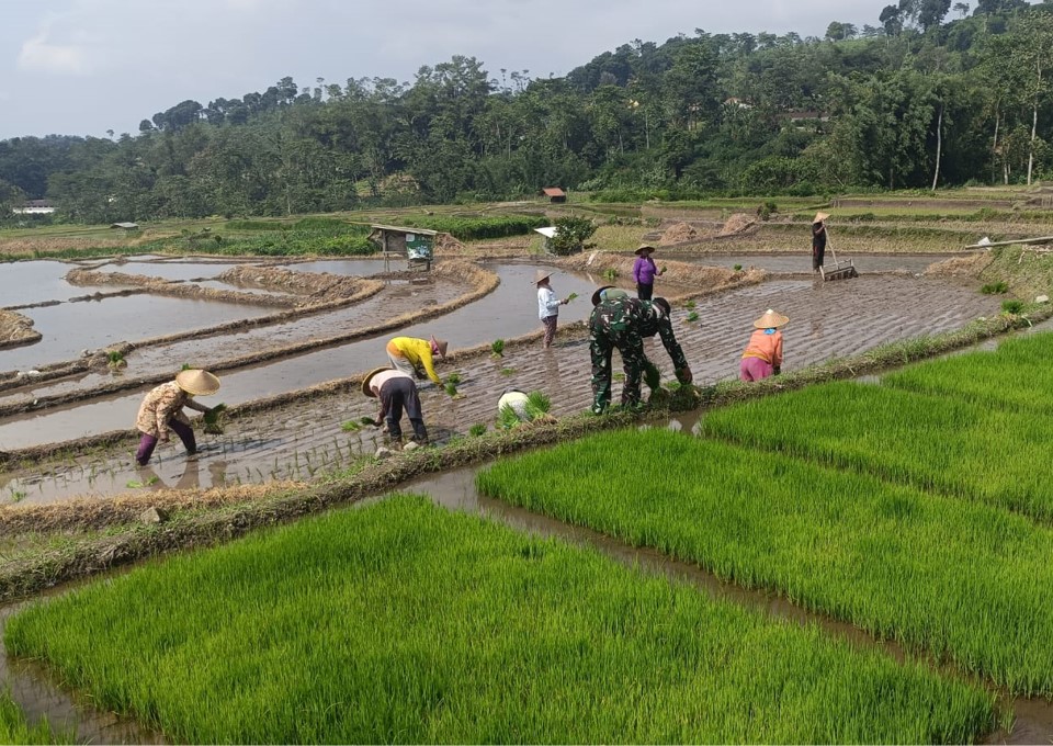 Wujudkan Ketahanan Pangan, Babinsa Gandusari Turun Ke Sawah Bantu Petani Tanam Padi