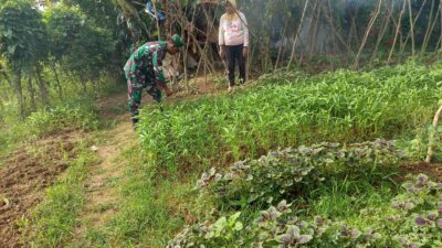 Babinsa Kelurahan Sukasari Bantu Warga Bersihkan Gulma di Kebun Sayur Kangkung