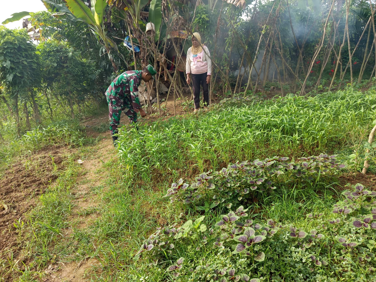 Babinsa Kelurahan Sukasari Bantu Warga Bersihkan Gulma di Kebun Sayur Kangkung