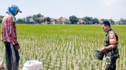Babinsa Pegambiran Dampingi Pemupukan Padi MT III untuk Dukung Swadaya Pangan Nasional