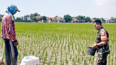Babinsa Pegambiran Dampingi Pemupukan Padi MT III untuk Dukung Swadaya Pangan Nasional