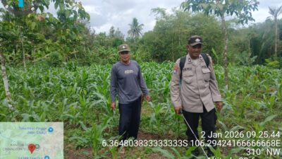 Jaga Pertumbuhan Tanaman Jagung,Personil Polsek Rangkasbitung Polres Lebak Semprotkan Pupuk Organik