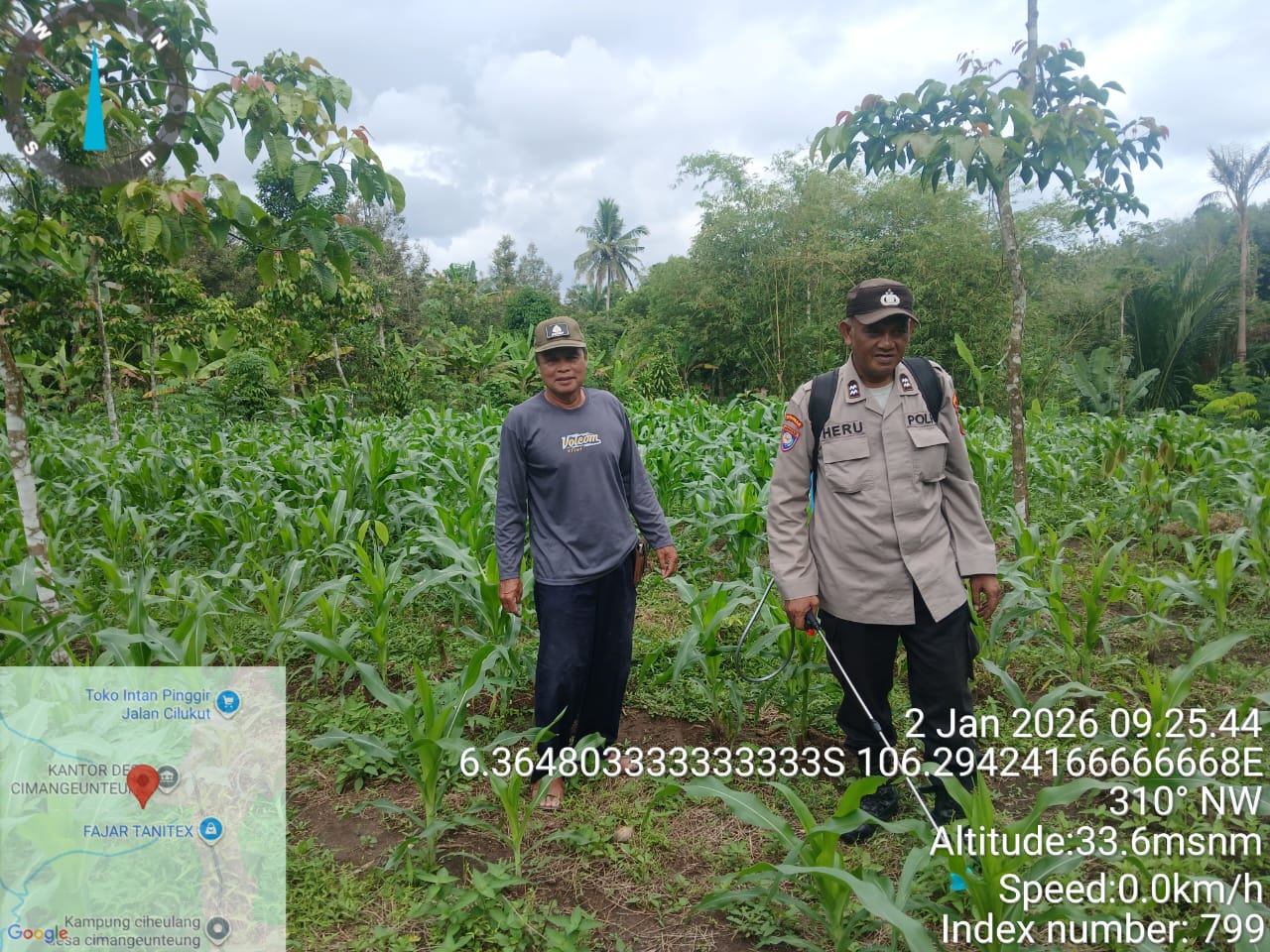 Jaga Pertumbuhan Tanaman Jagung,Personil Polsek Rangkasbitung Polres Lebak Semprotkan Pupuk Organik