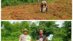 Bhabinkamtibmas Polsek Rangkasbitung Tanam Jagung Hybrida NK 212 Bersama Petani Dukung Ketahanan Pangan Nasional Bhabinkamtibmas Polsek Rangkasbitung Tanam Jagung Hybrida NK 212 Bersama Petani Dukung Ketahanan Pangan Nasional
