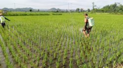 Bantu Perawatan Tanaman Padi, Babinsa Kelurahan Satrean Dampingi Poktan Kembang Kuning