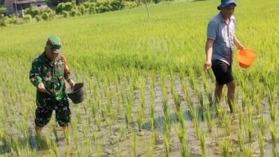 Babinsa Dermojayan Wujudkan Ketahanan Pangan, Turun Langsung Bantu Petani Memupuk Padi