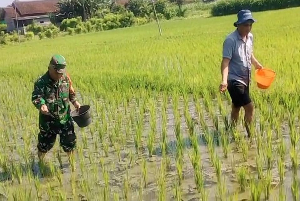 Babinsa Dermojayan Wujudkan Ketahanan Pangan, Turun Langsung Bantu Petani Memupuk Padi
