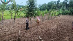 Bhabinkamtibmas Polsek Rangkasbitung Polres Lebak Buka Lahan Tanaman Jagung Seluas 1 Hektar
