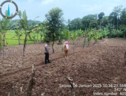 Bhabinkamtibmas Polsek Rangkasbitung Polres Lebak Buka Lahan Tanaman Jagung Seluas 1 Hektar
