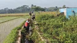 Bersihkan Saluran Irigasi Sawah, Sertu Yudha Gotong Royong Bersama Warga Desa Ngreco Bersihkan Saluran Irigasi Sawah, Sertu Yudha Gotong Royong Bersama Warga Desa Ngreco