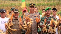 Bulog Siap Beli Rp 6.400 Perkilogram, Wabup A. Khafidh dan Kapolres Panen Jagung di Rantau Alai